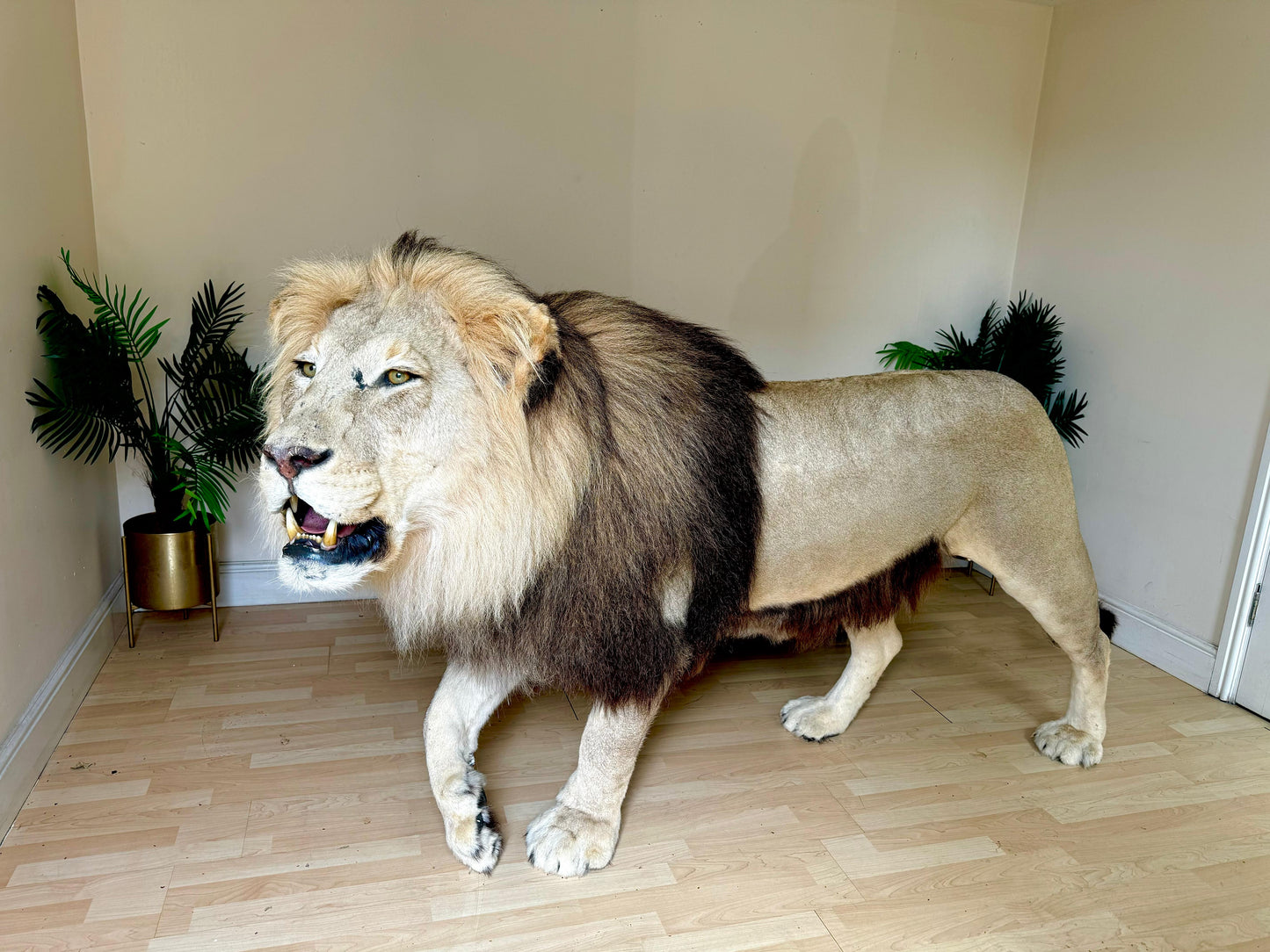 Extremely rare, full sized adult lion taxidermy in A1 condition (with papers)