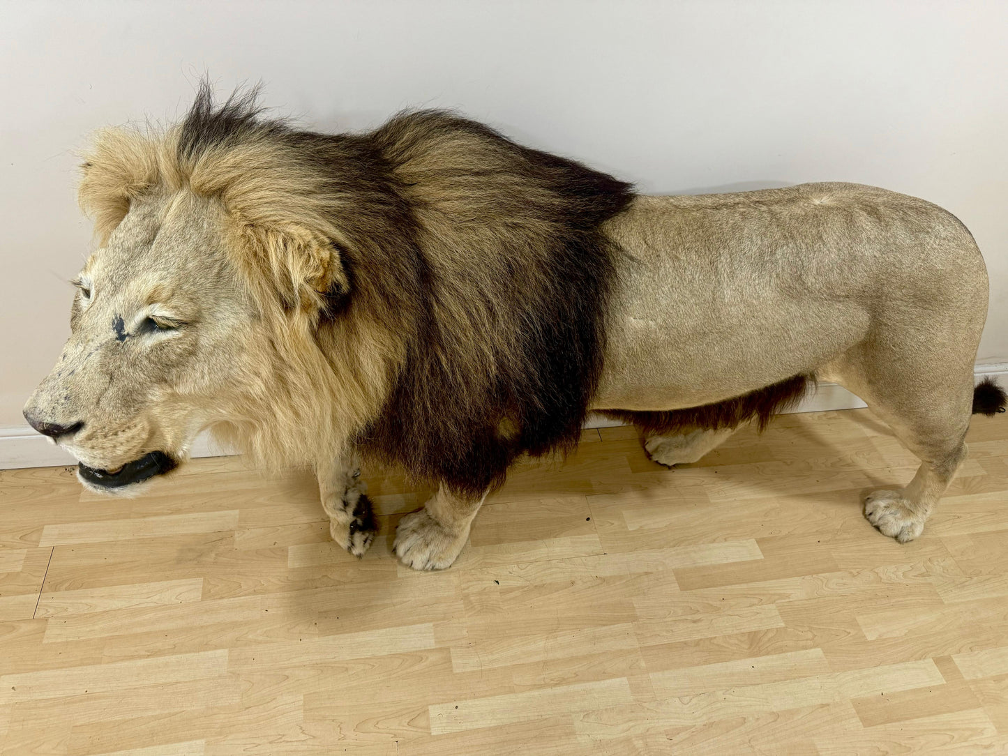 Extremely rare, full sized adult lion taxidermy in A1 condition (with papers)