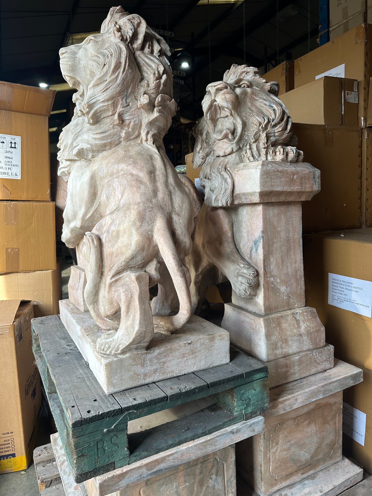 Pair of, Italian marble lions Earley 1900’s, with marble plinths (priced individually)