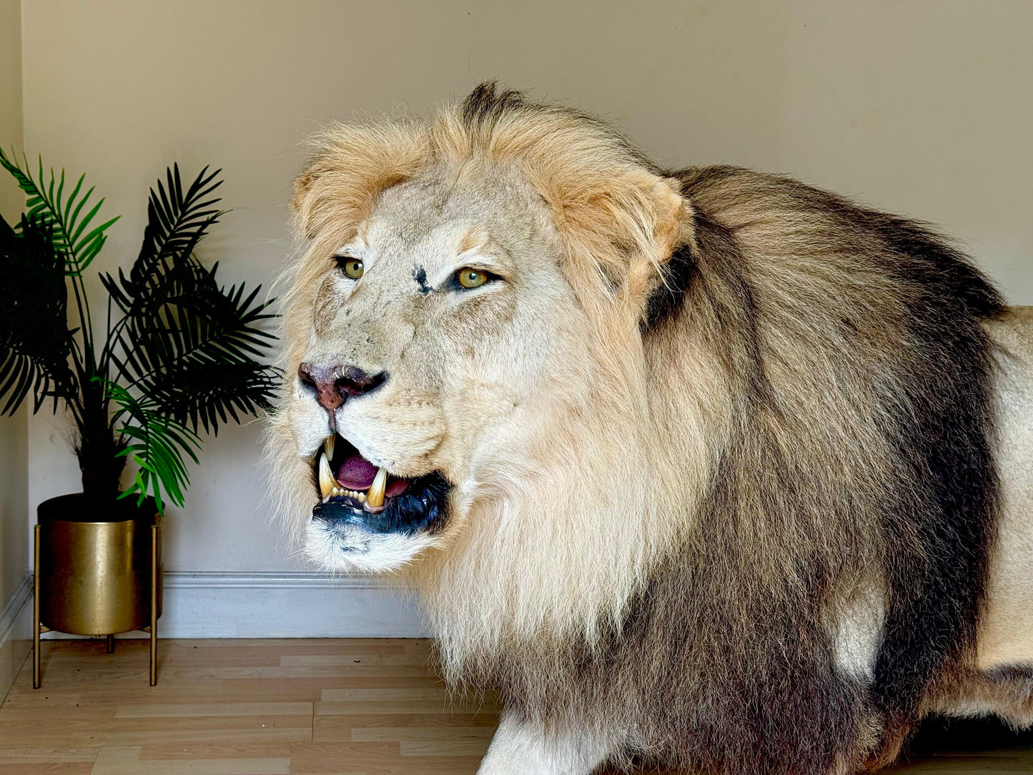 Extremely rare, full sized adult lion taxidermy in A1 condition (with papers)