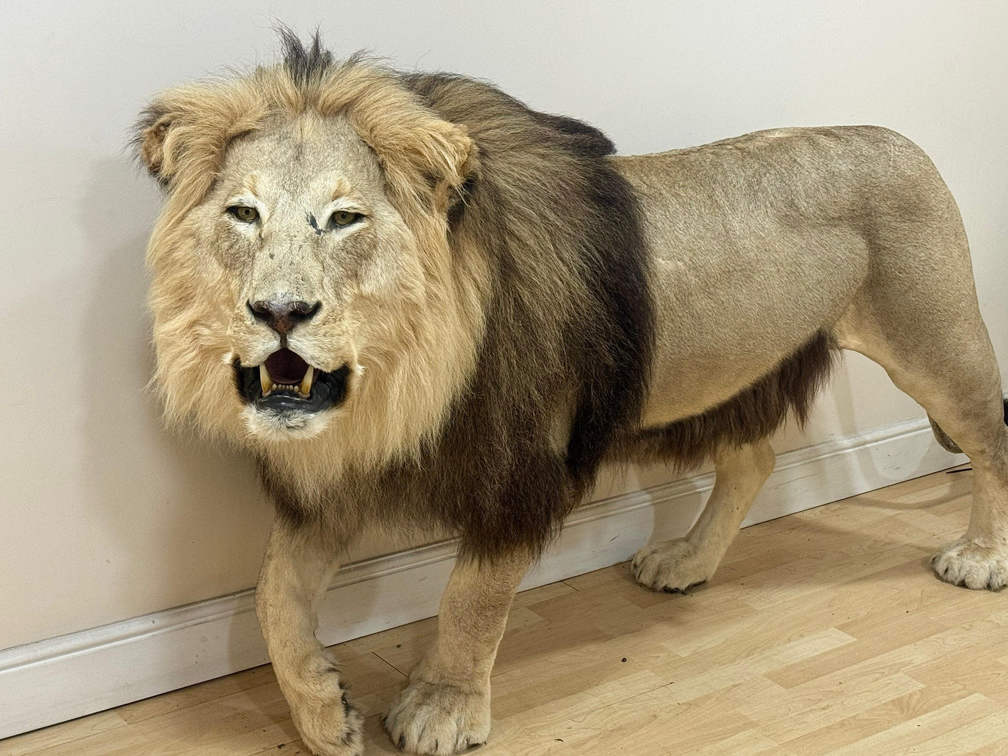 Extremely rare, full sized adult lion taxidermy in A1 condition (with papers)