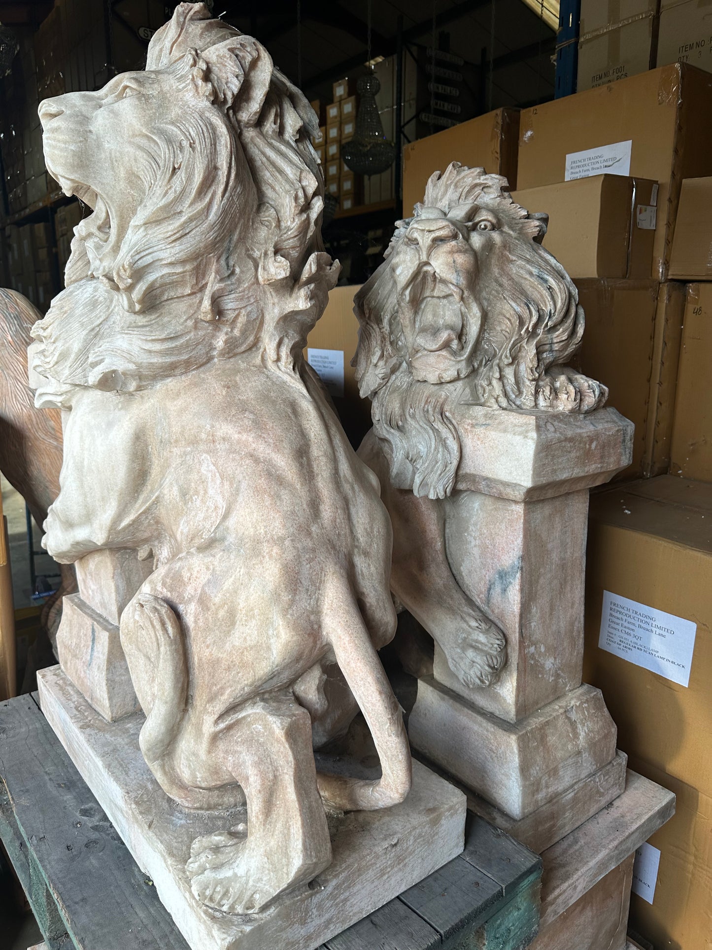 Pair of, Italian marble lions Earley 1900’s, with marble plinths (priced individually)