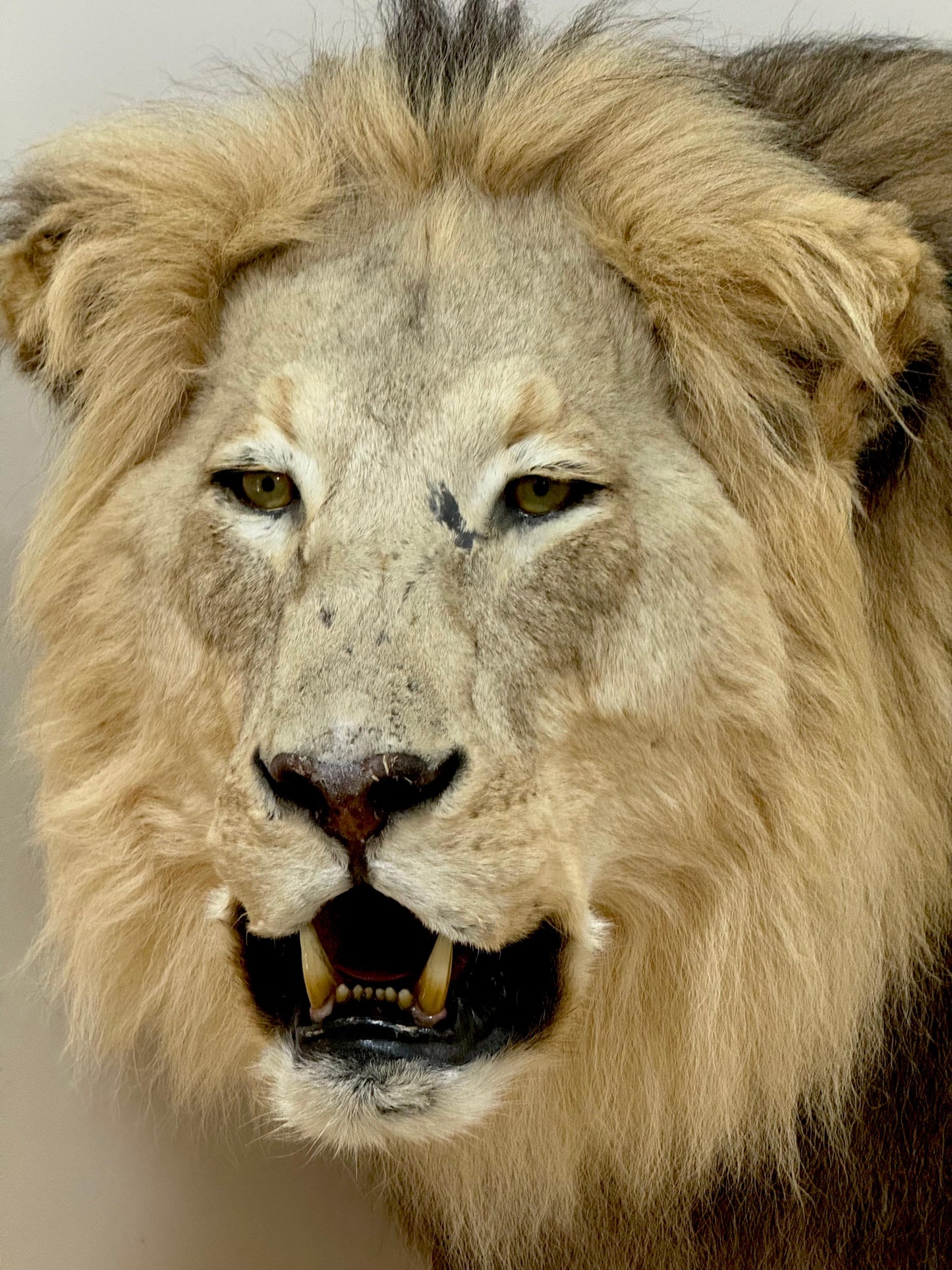 Extremely rare, full sized adult lion taxidermy in A1 condition (with papers)
