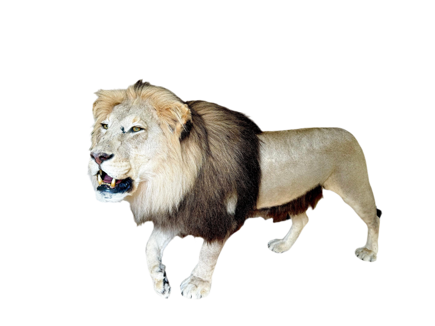 Extremely rare, full sized adult lion taxidermy in A1 condition (with papers)