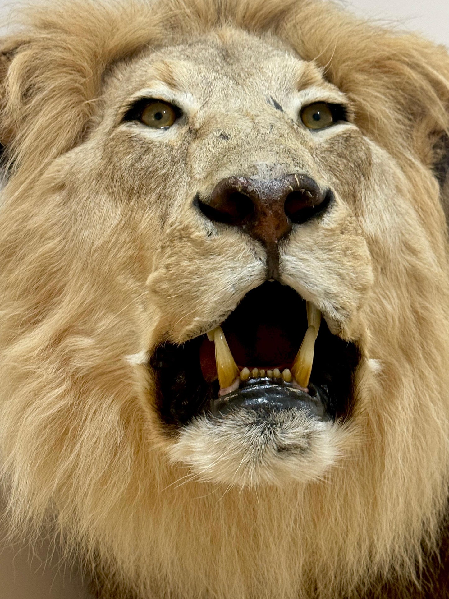 Extremely rare, full sized adult lion taxidermy in A1 condition (with papers)